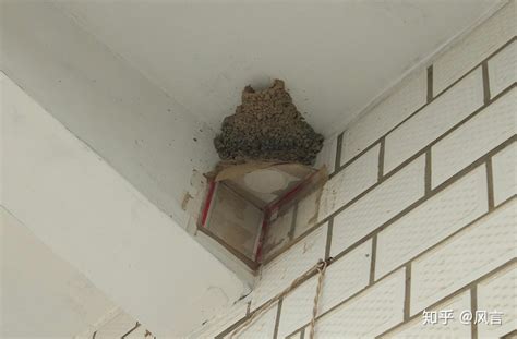 燕子築巢過程 家裡有蜂巢 風水